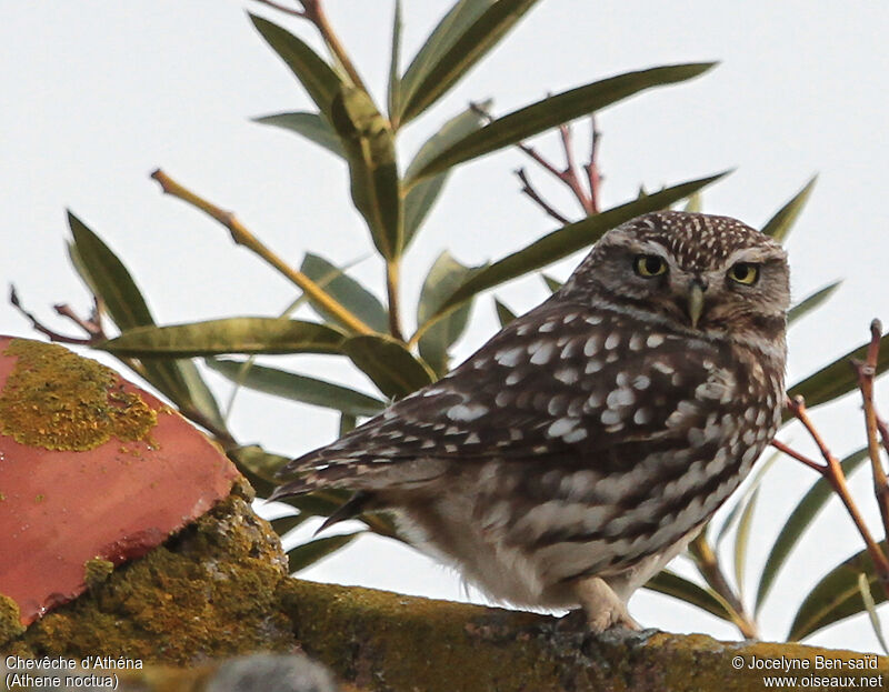 Little Owl