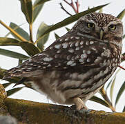 Little Owl