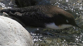 White-throated Dipper