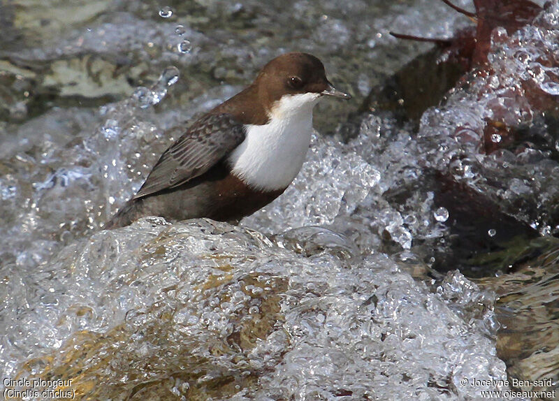 White-throated Dipper