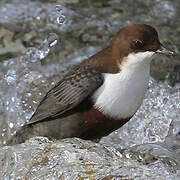 White-throated Dipper