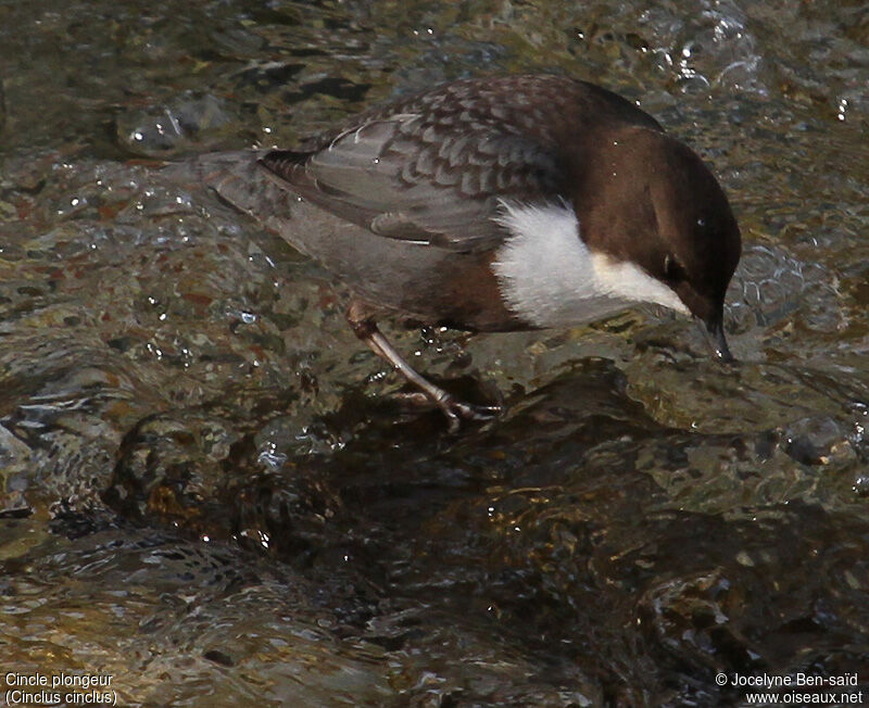 White-throated Dipper