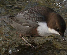 White-throated Dipper