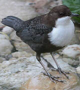 White-throated Dipper