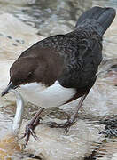 White-throated Dipper