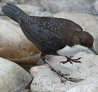 White-throated Dipper