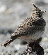 Crested Lark