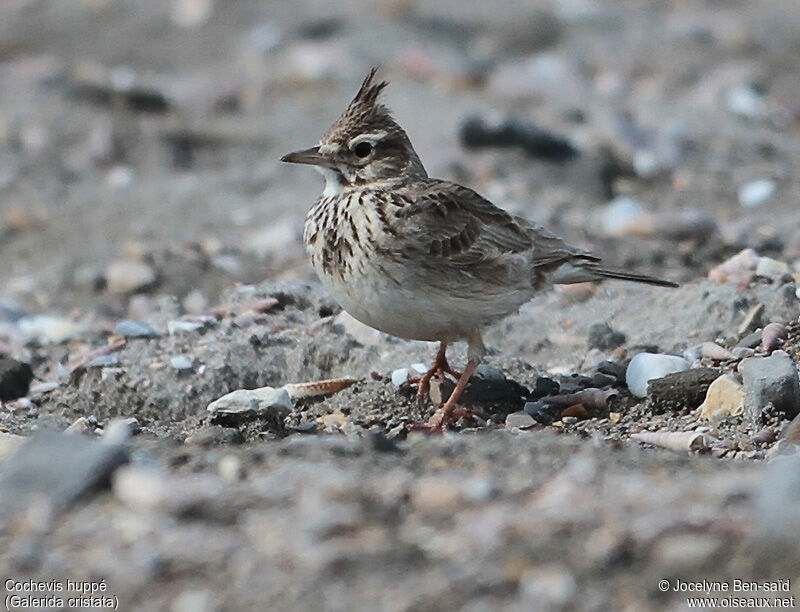 Cochevis huppé