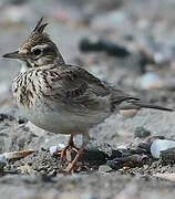 Crested Lark