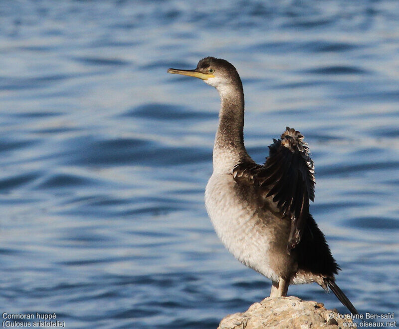 Cormoran huppéimmature