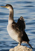 European Shag