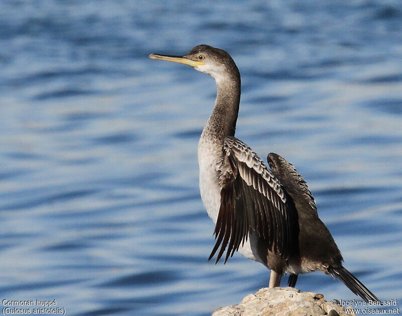 Cormoran huppéimmature