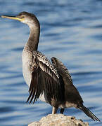 European Shag