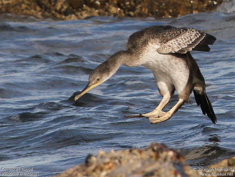 Cormoran huppéimmature