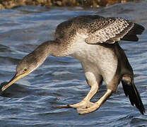 European Shag