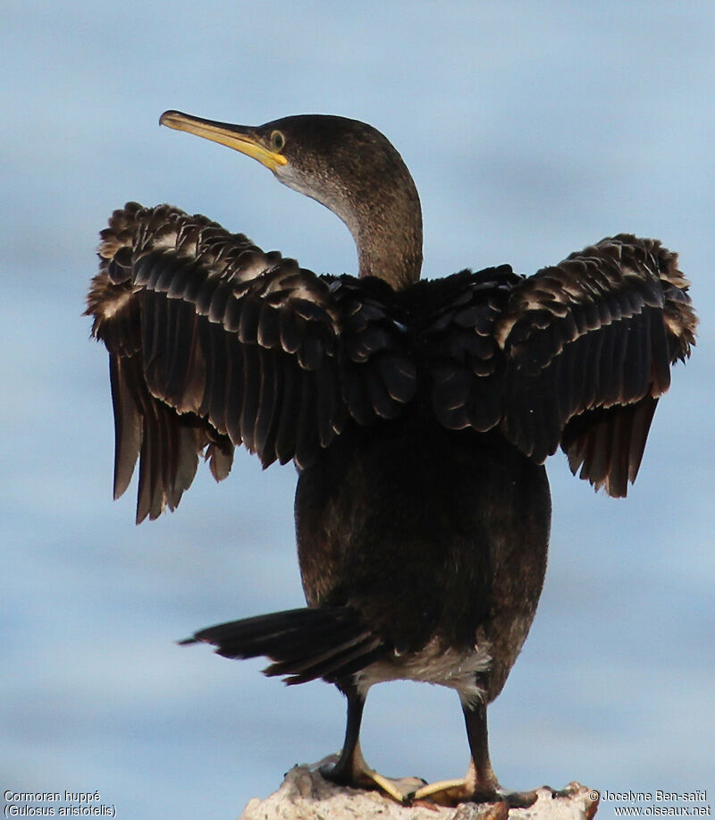 European Shagimmature