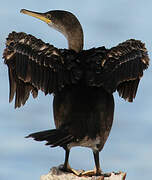 European Shag