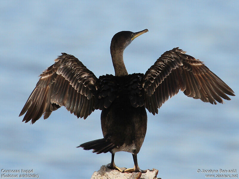 Cormoran huppéimmature