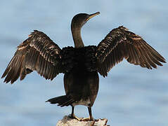 European Shag