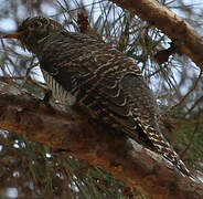 Common Cuckoo