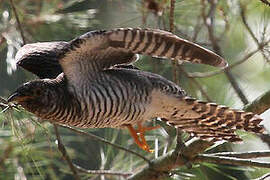 Common Cuckoo