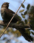 Common Cuckoo