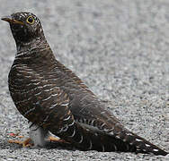 Common Cuckoo