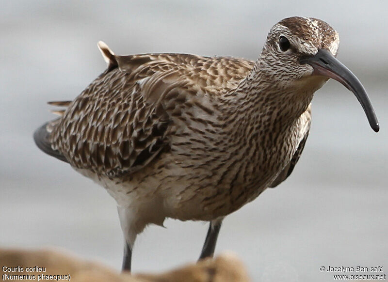 Whimbrel