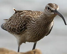 Eurasian Whimbrel