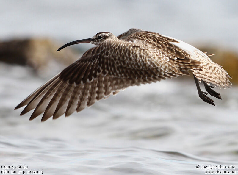 Whimbrel