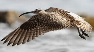 Eurasian Whimbrel