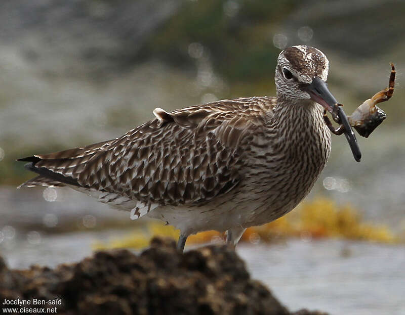 Whimbreladult, feeding habits, fishing/hunting