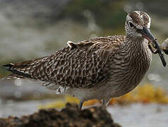 Whimbrel