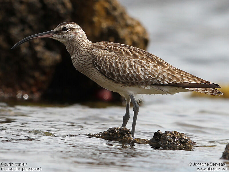 Whimbrel