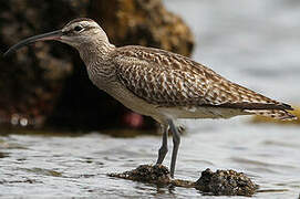 Eurasian Whimbrel