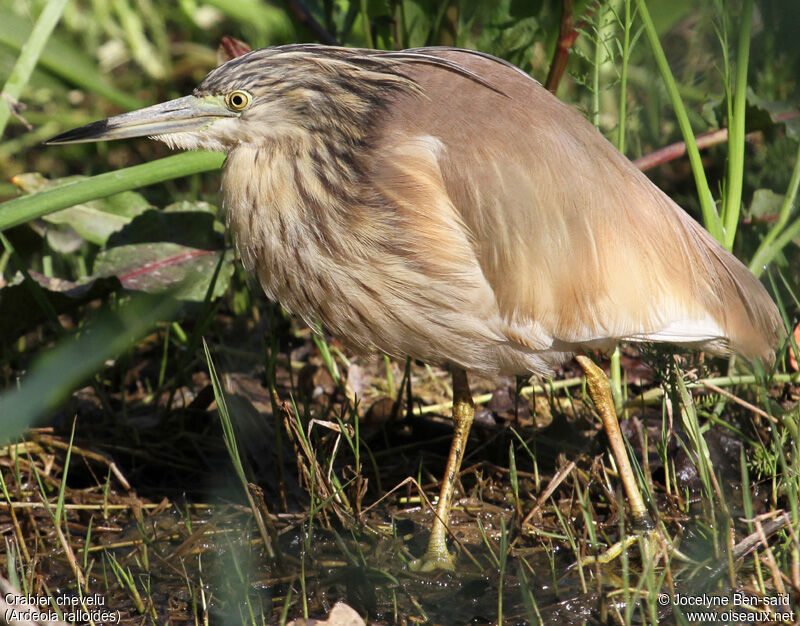 Squacco Heron