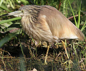 Crabier chevelu