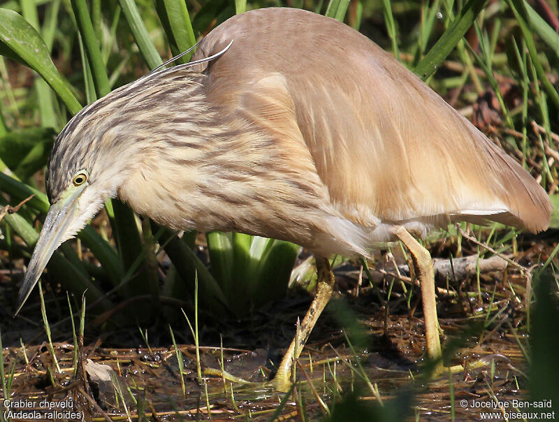 Squacco Heron