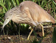 Squacco Heron