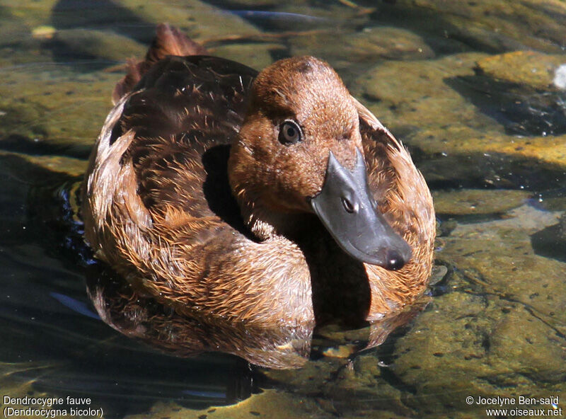 Dendrocygne fauve