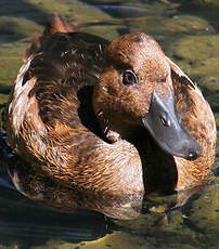 Dendrocygne fauve