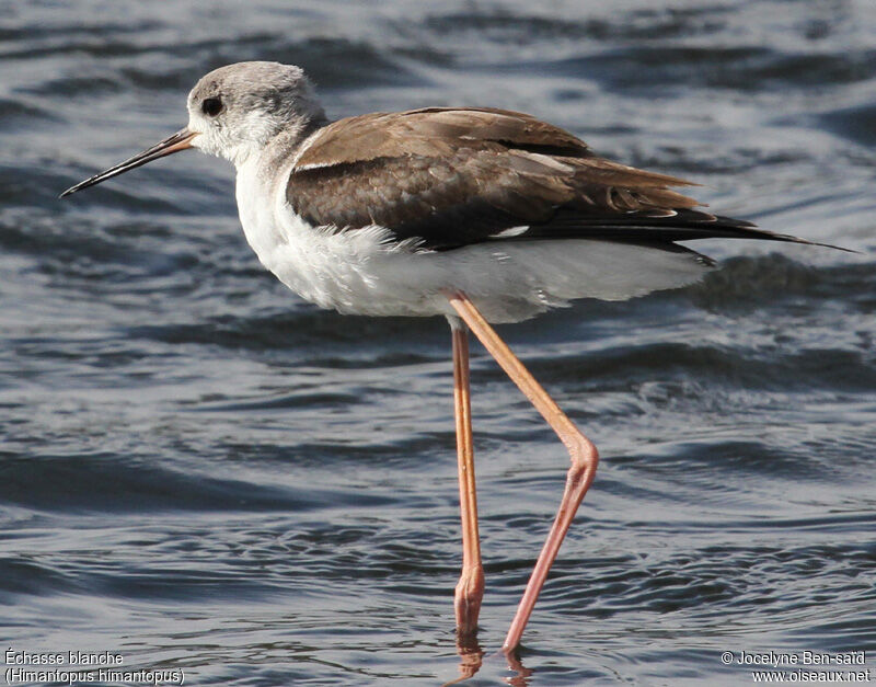 Black-winged Stilt