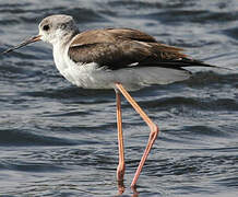 Black-winged Stilt