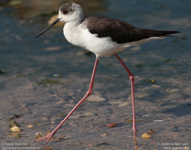 Black-winged Stilt