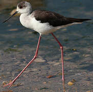 Black-winged Stilt