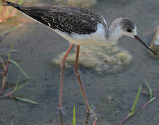 Black-winged Stilt