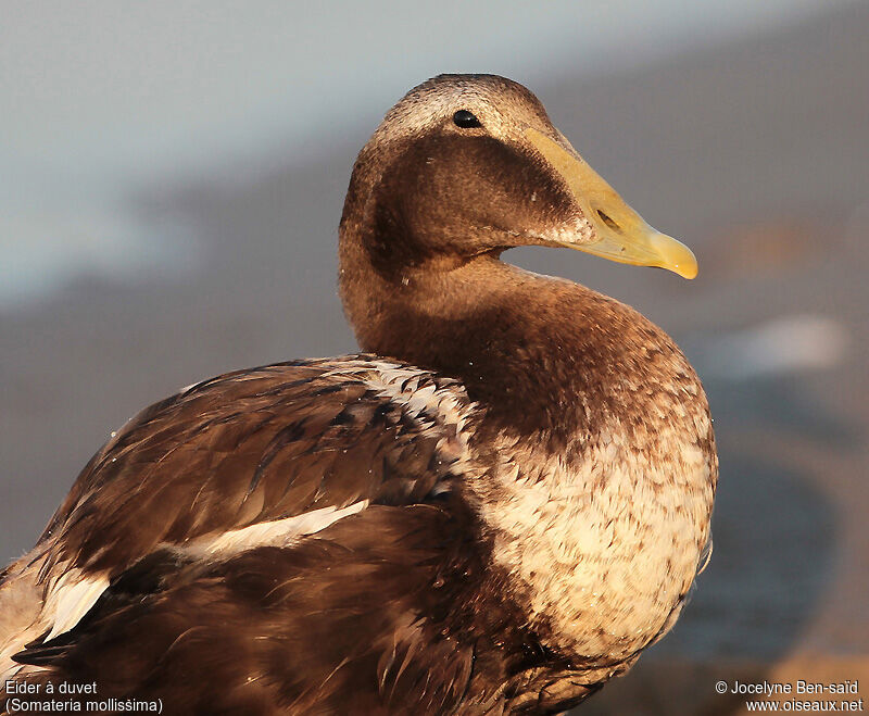 Common Eider male adult post breeding