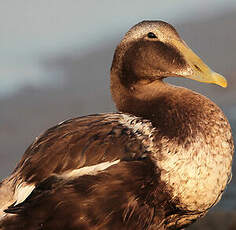 Eider à duvet