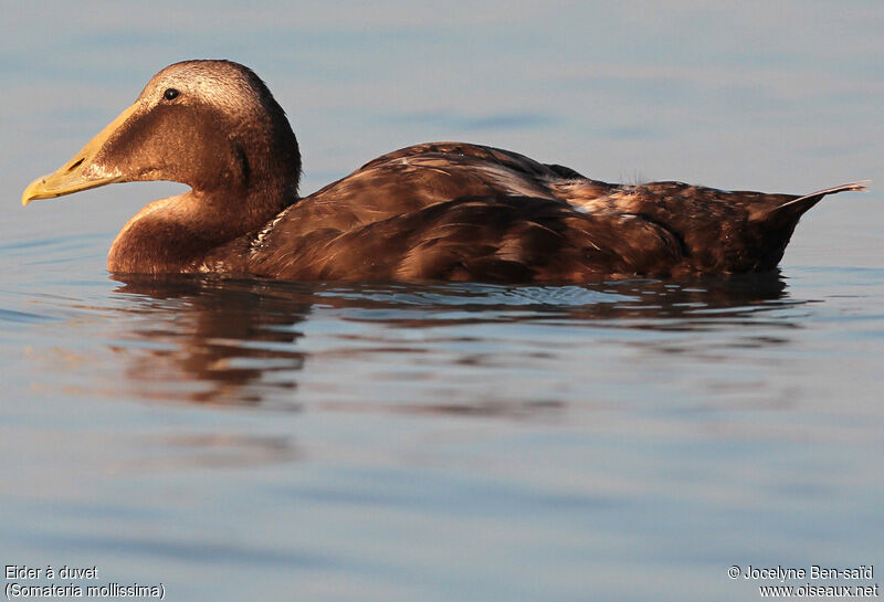 Eider à duvet mâle adulte internuptial