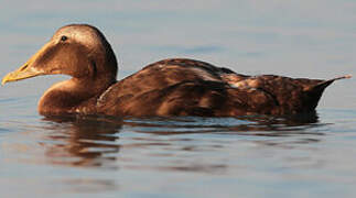 Eider à duvet